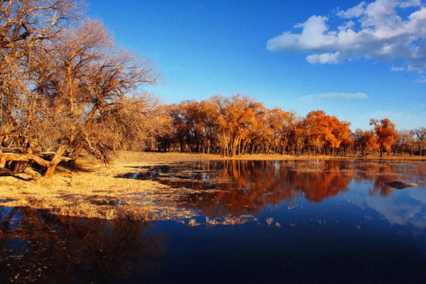 Scenery of populus euphratica forest in Inner Mongolia