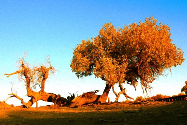 Scenery of populus euphratica forest in Inner Mongolia