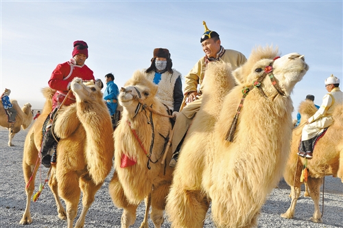 Alxa Right Banner: A camel town in the Gobi desert