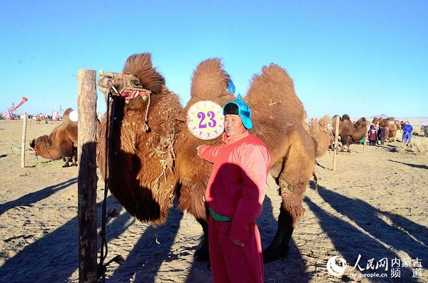 Camel culture festival enchants tourists on Urad grassland