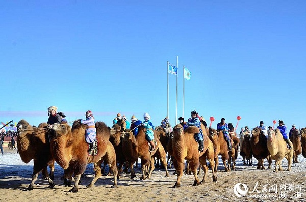 Camel culture festival enchants tourists on Urad grassland