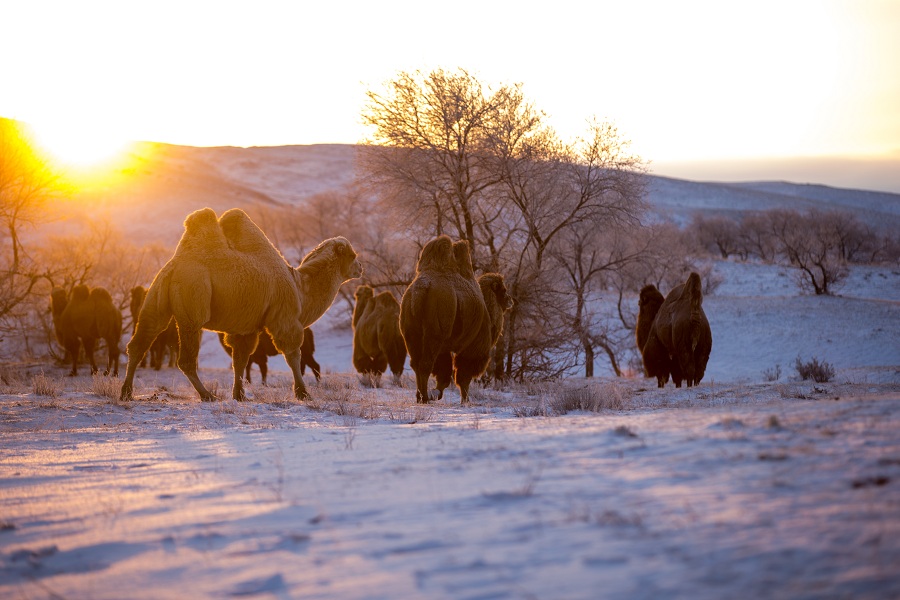 Camels wander snowy grasslands