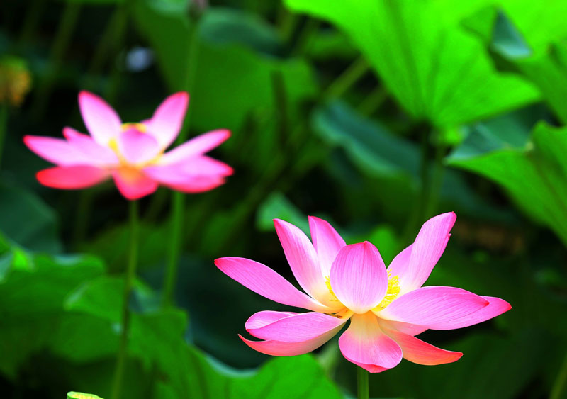 Lotus flowers bloom in summer heat