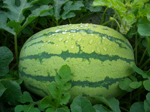 Early Spring Ruby watermelon