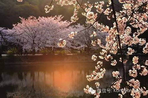 Enjoy cherry blossoms in and around Kunshan