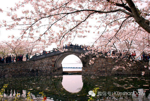 Enjoy cherry blossoms in and around Kunshan