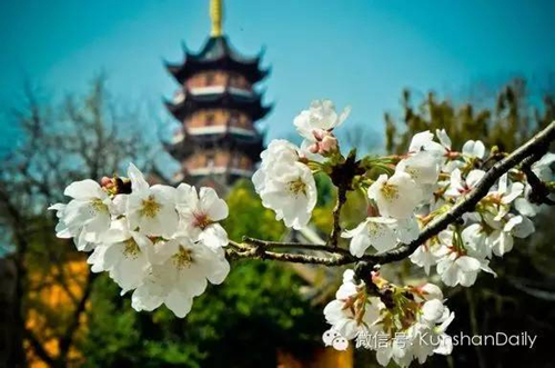 Enjoy cherry blossoms in and around Kunshan