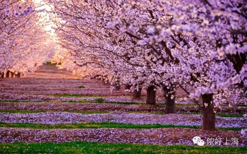 Enjoy cherry blossoms in and around Kunshan