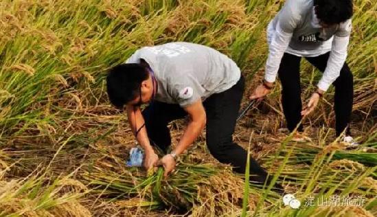 Go back to your roots at the Dianshan Lake rice festival!