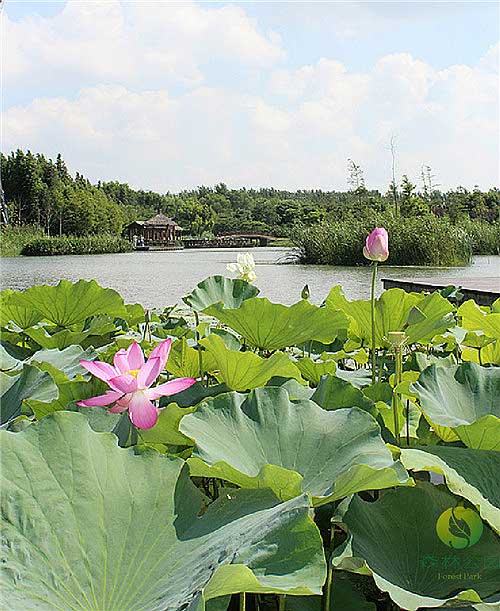 Enjoying the lotus flowers of Kunshan