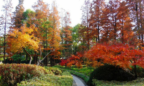 Beautiful red autumnal leaves in Se park