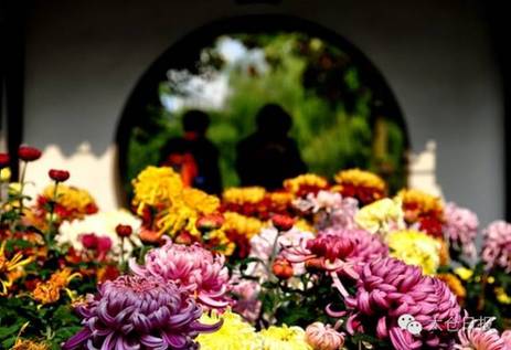 Taicang unveils annual chrysanthemum show
