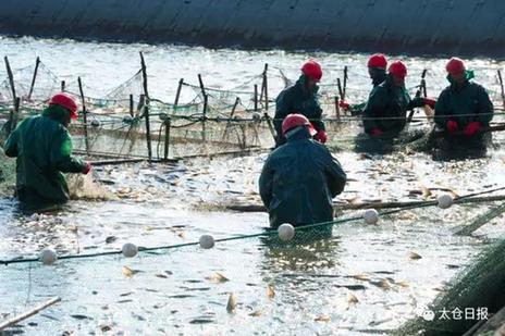 Winter fishing: Taicang's bracing Chinese New Year tradition