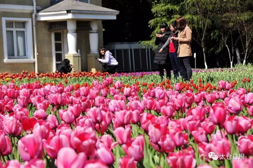 Garden of 100,000 tulips dazzles Taicang