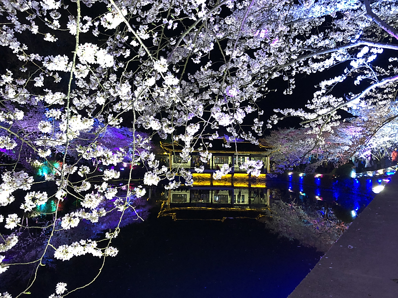 Breathtaking night scene of cherry blossoms in Wuxi