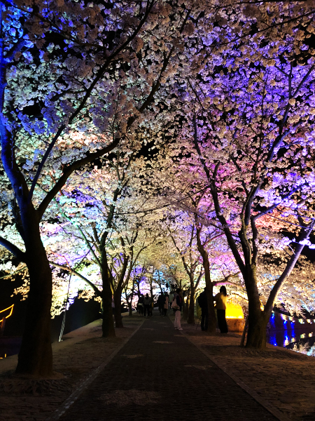 Breathtaking night scene of cherry blossoms in Wuxi