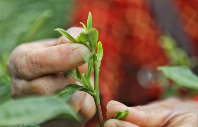 Workers pick tea leaves at tea plantation in Hongshawan