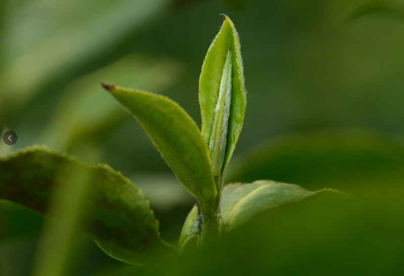 Workers pick tea leaves at tea plantation in Hongshawan