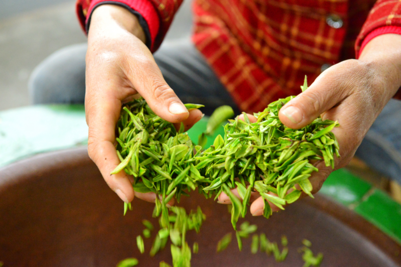 Workers pick tea leaves at tea plantation in Hongshawan