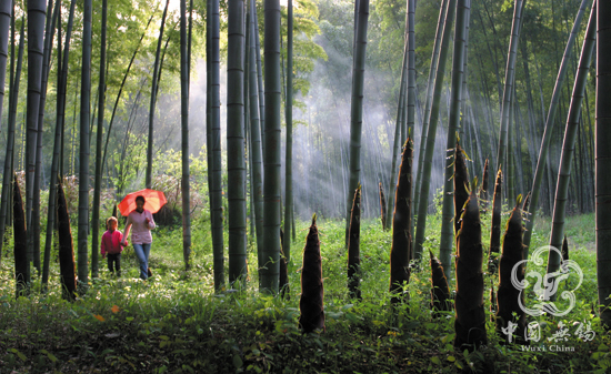 Sea of bamboo in Yixing