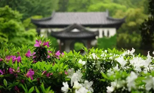 Azalea flowers beautify Wuxi