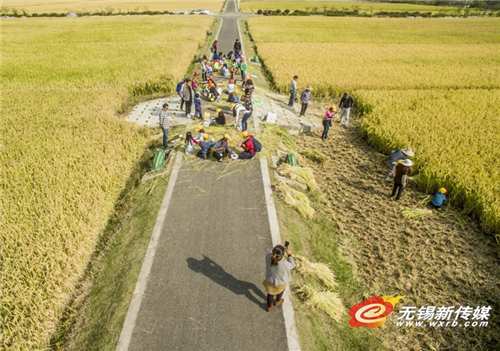 Harvest season in Wuxi