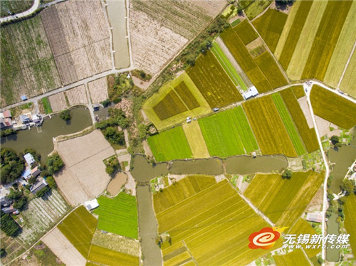 Harvest season in Wuxi