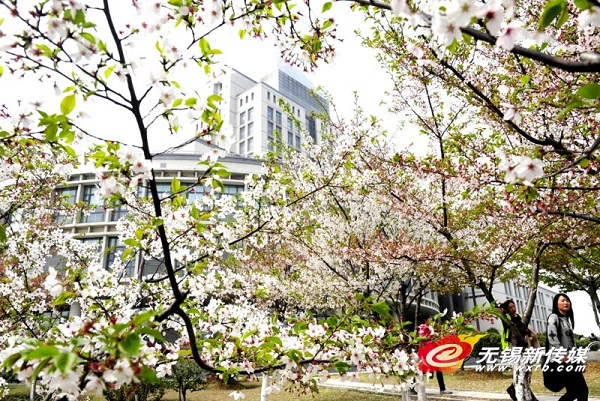 Cherry blossom viewing destinations in Wuxi