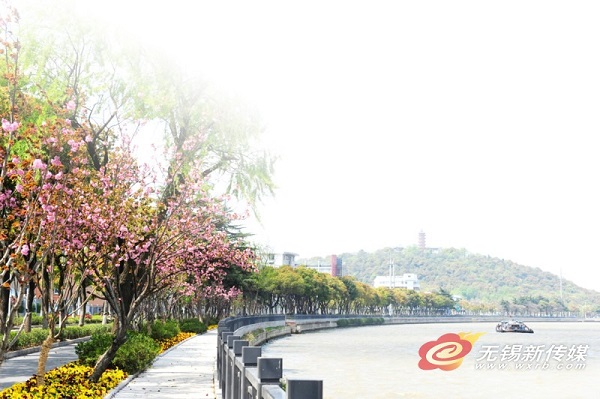 Cherry blossom viewing destinations in Wuxi