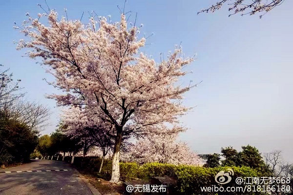 Cherry blossom viewing destinations in Wuxi