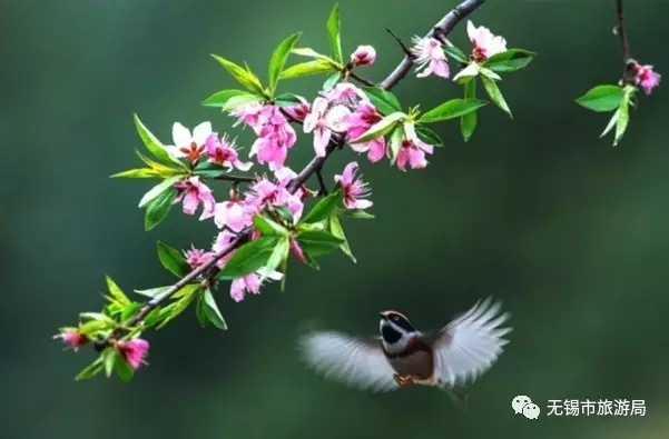 Paradise for birds in Wuxi wetland park
