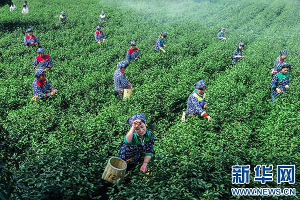 Tea-picking season beckons to Yixing