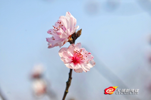 Peach blossom blooms early