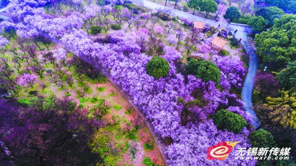 Resplendent flowers wake up in Wuxi