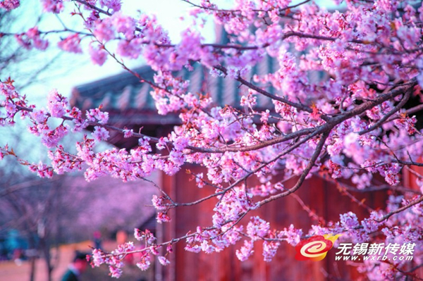 Resplendent flowers wake up in Wuxi