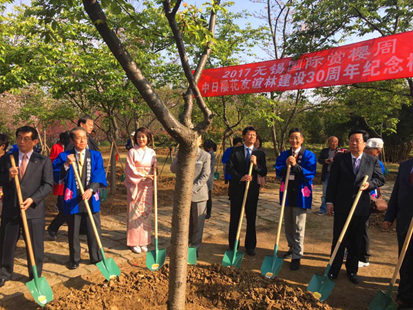 Sino-Japanese cherry plantation of friendship blossoms