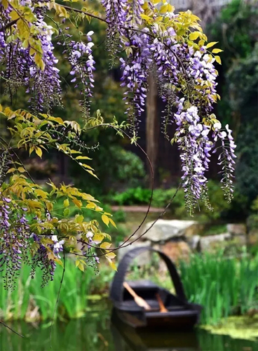 Purple lavender comes into full bloom