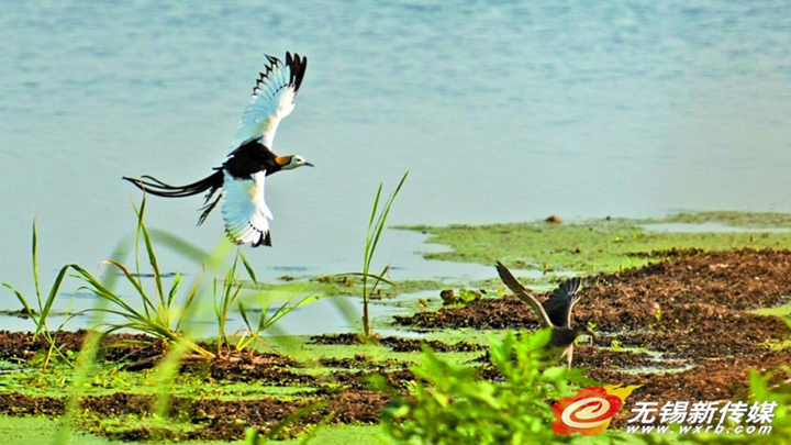 In photos: nesting of pheasant-tailed jacanas documented in Wuxi