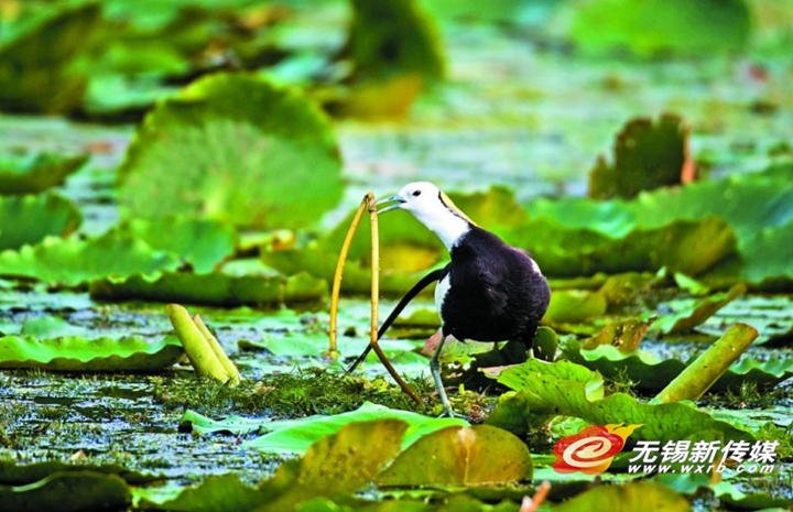 In photos: nesting of pheasant-tailed jacanas documented in Wuxi