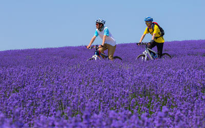 Rich purple of lavender fields on offer