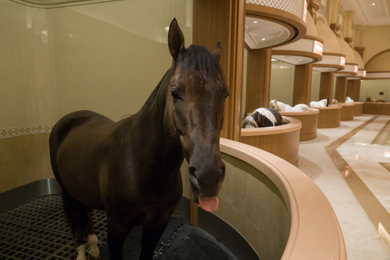 Horse Culture Museum displays living horses in Jiangyin