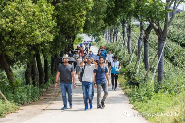 Expats enjoy picking tea leaves in Yixing