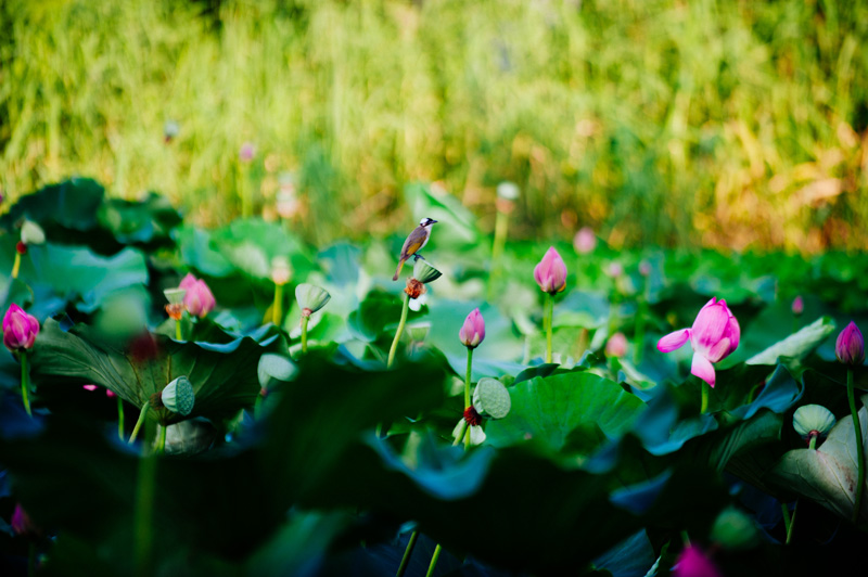 Lotus flowers brighten Wuxi in summer