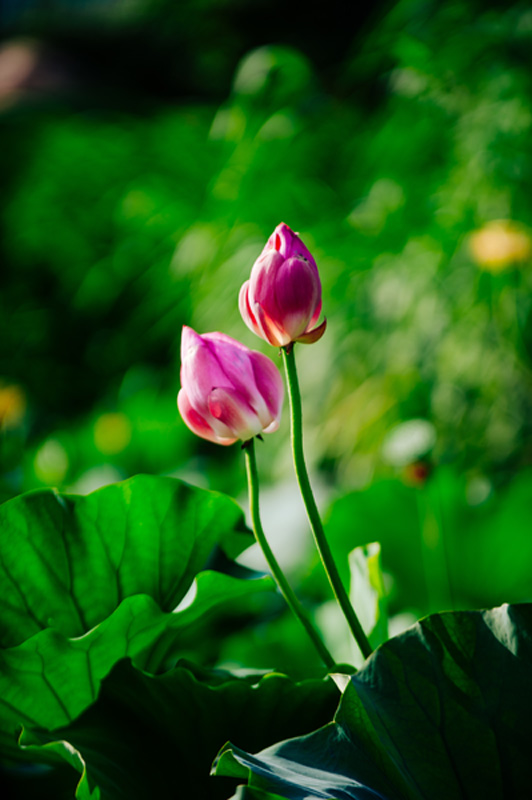 Lotus flowers brighten Wuxi in summer