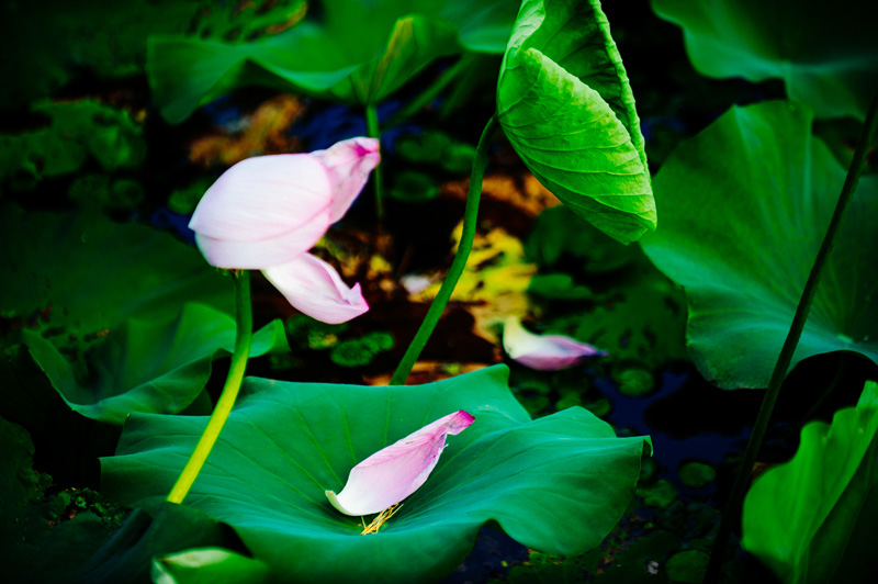 Lotus flowers brighten Wuxi in summer