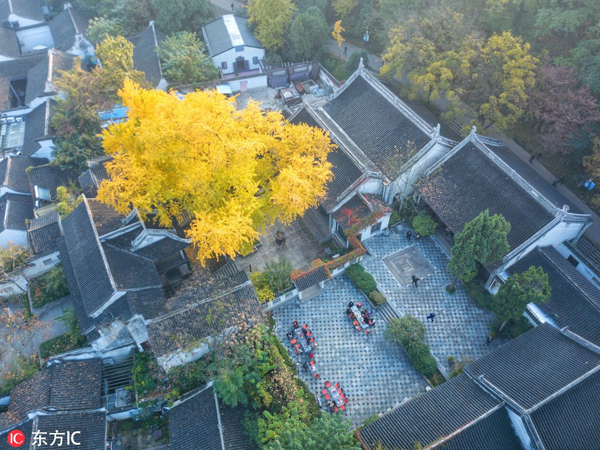 Aged ginkgo tree shows late autumn beauty