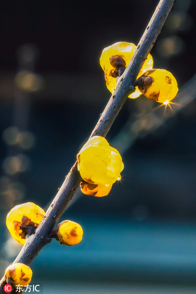 Plum season comes to Wuxi