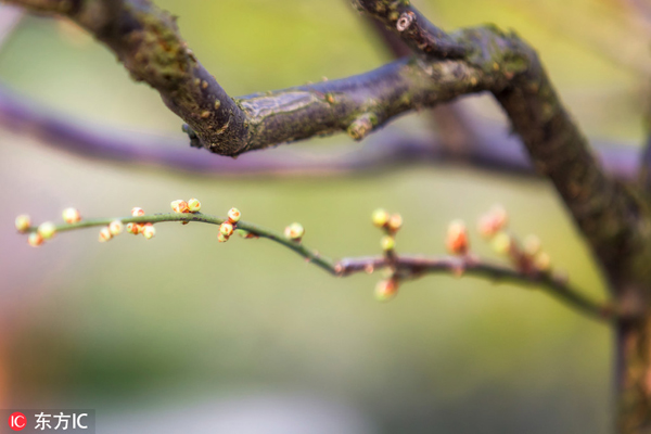 Plum season comes to Wuxi