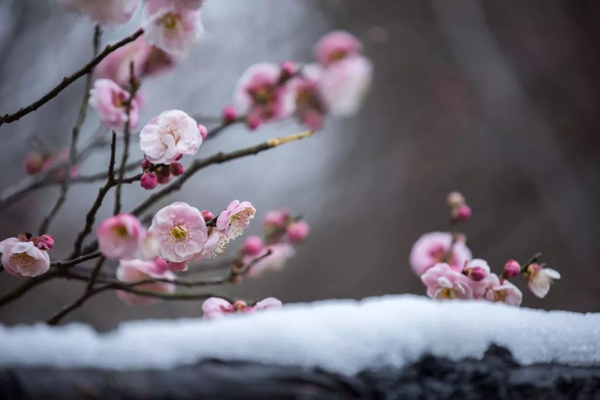 Admire plum blossoms in Wuxi