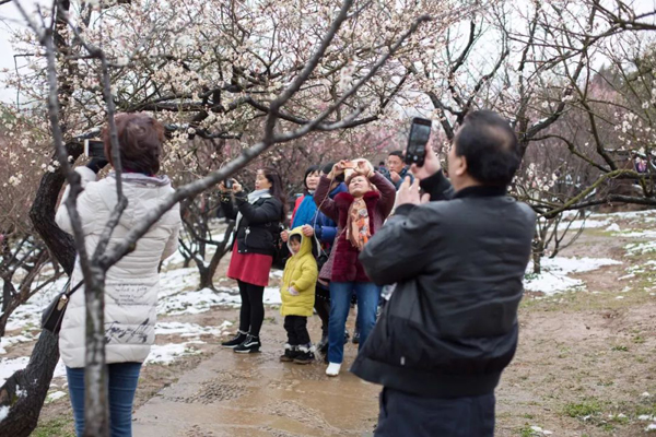 Admire plum blossoms in Wuxi